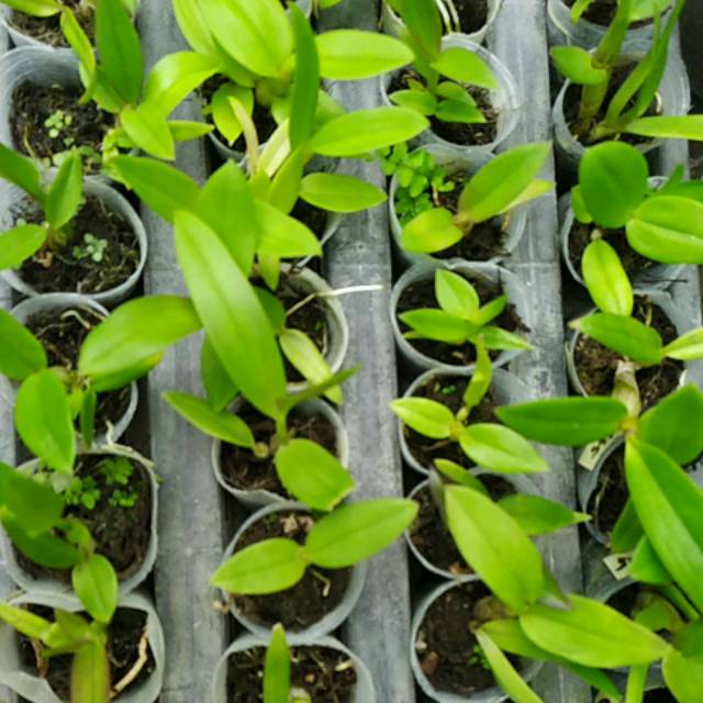Paket 10 seedling anggrek dendrobium