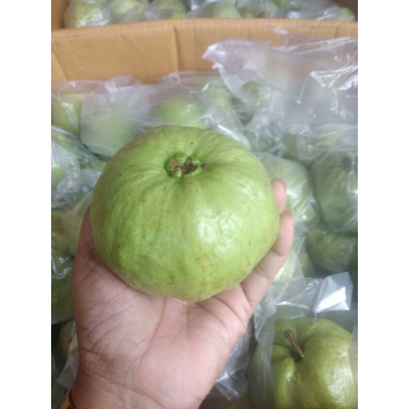 jambu kristal cihuy. 06