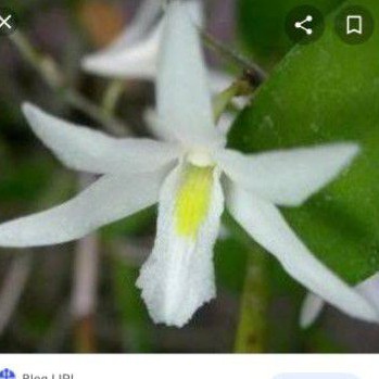 dendro merpati murah