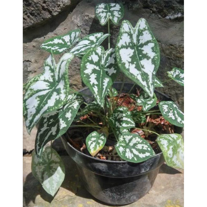 keladi liliput