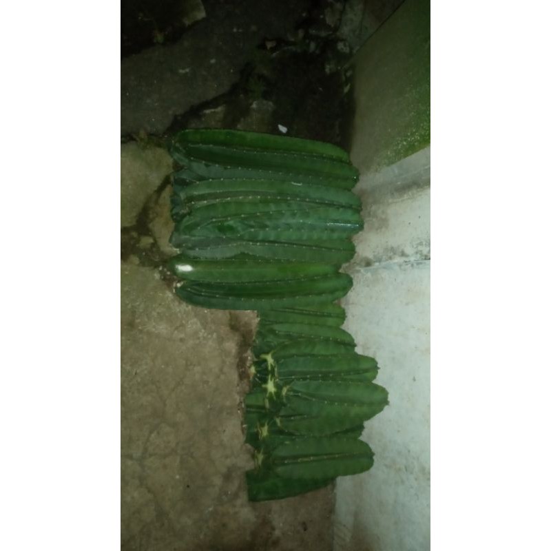 kaktus koboy