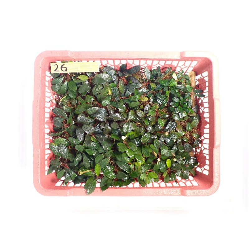 Brown Jade Bucephalandra Kode 26