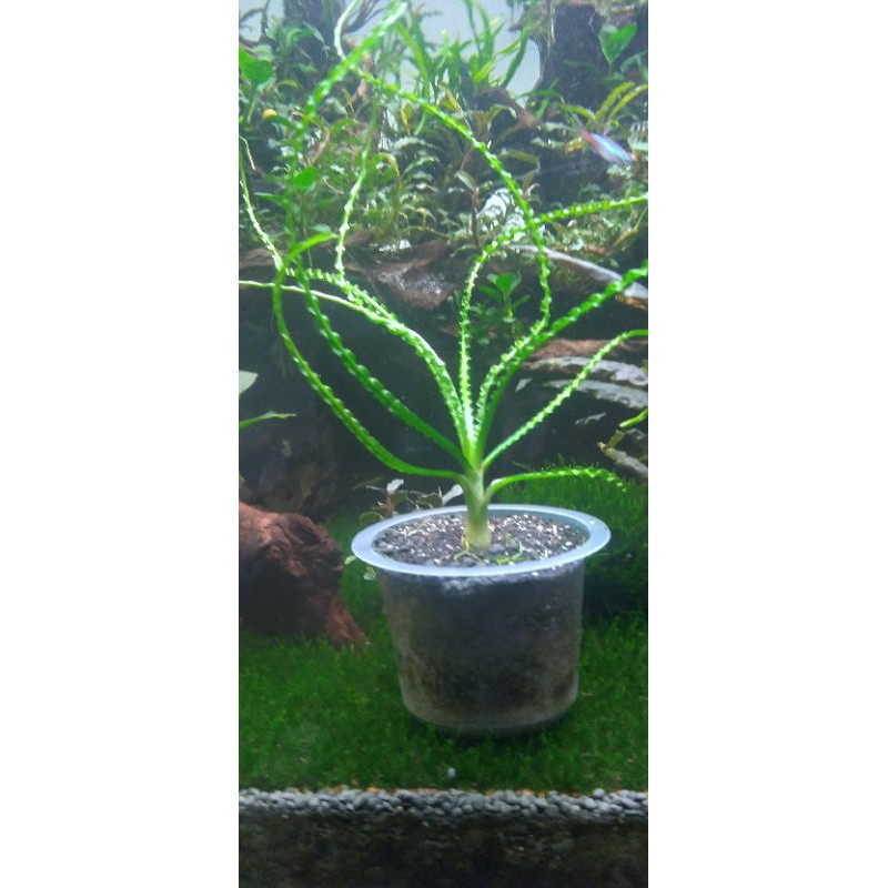 crinum calamis
