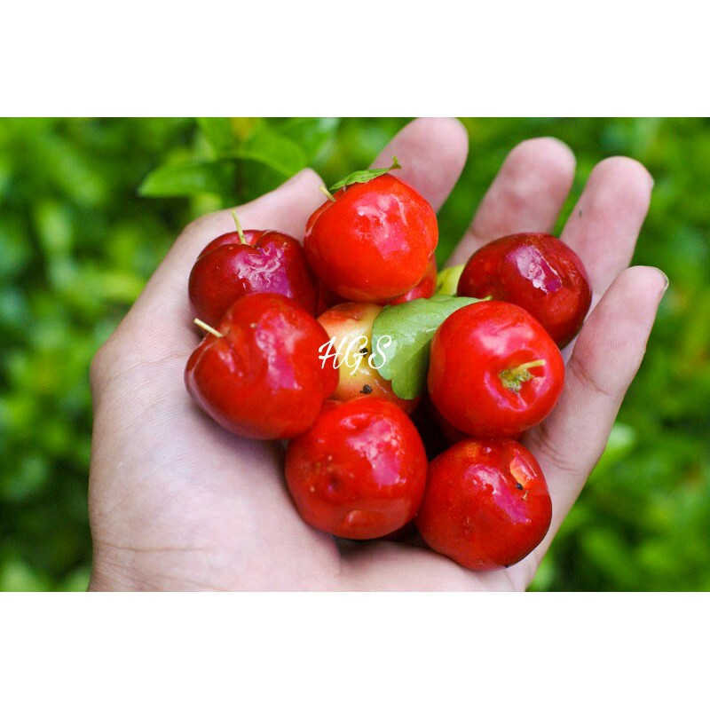 Bibit Tanaman Buah Barbados Cherry