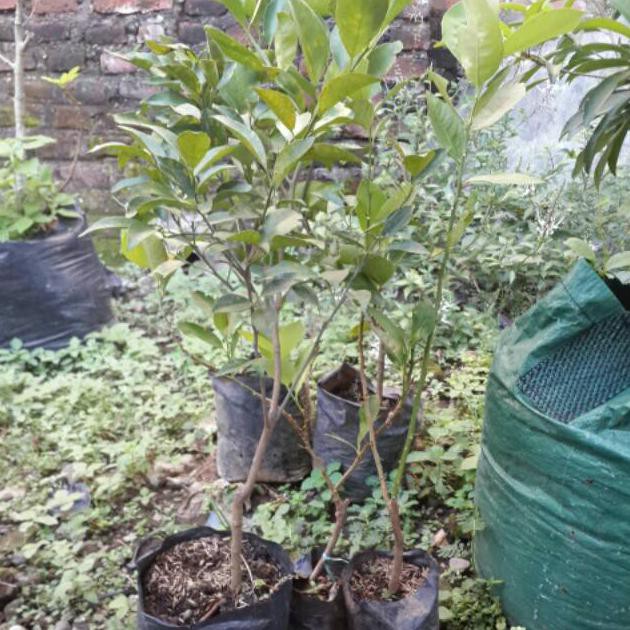Jual Bibit Jeruk Lemon Sif