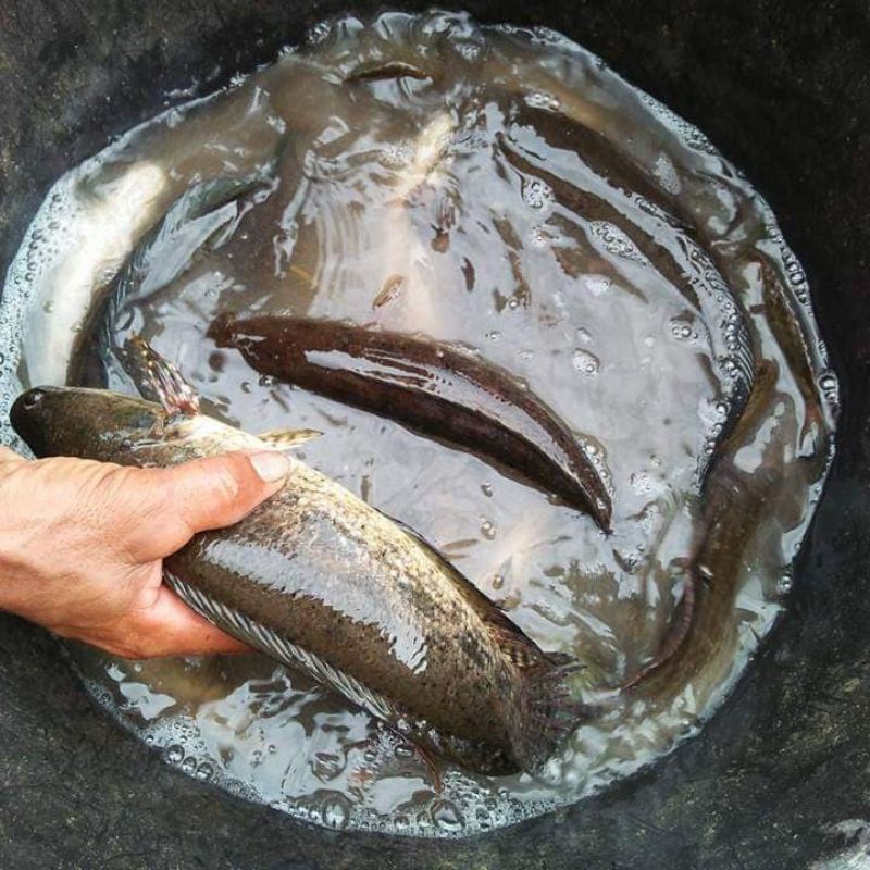 Ikan Gabus Hidup Fresh