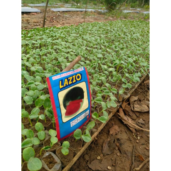 BIBIT SEMANGKA LAZIO