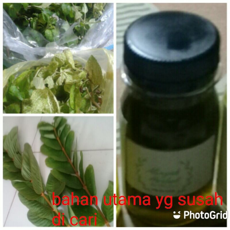 minyak herbal