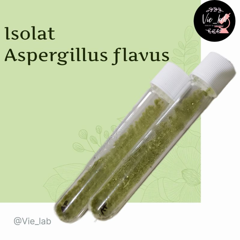 Isolat Aspergillus flavus