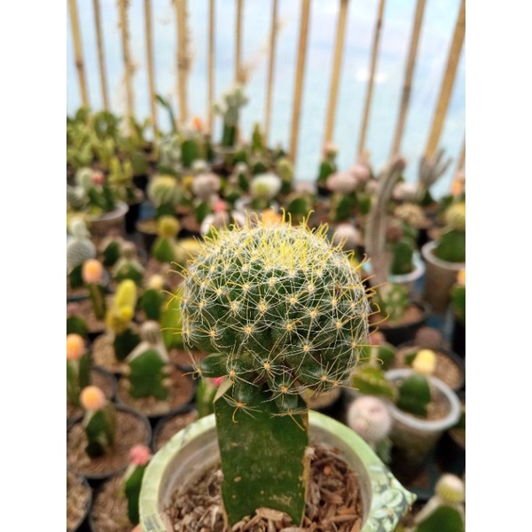 kaktus grafting +pot