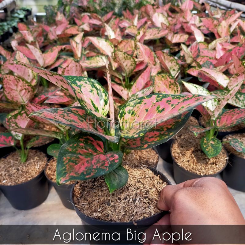 Aglonema Big Apple