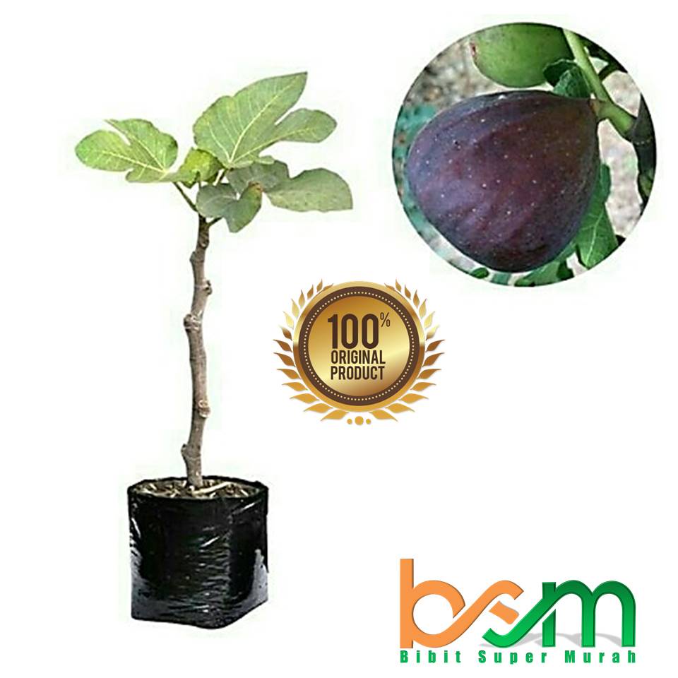 Bibit Tin Black Genoa Valid Bergaransi