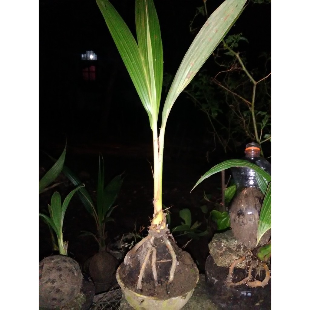 Bonsai kelapa lurus