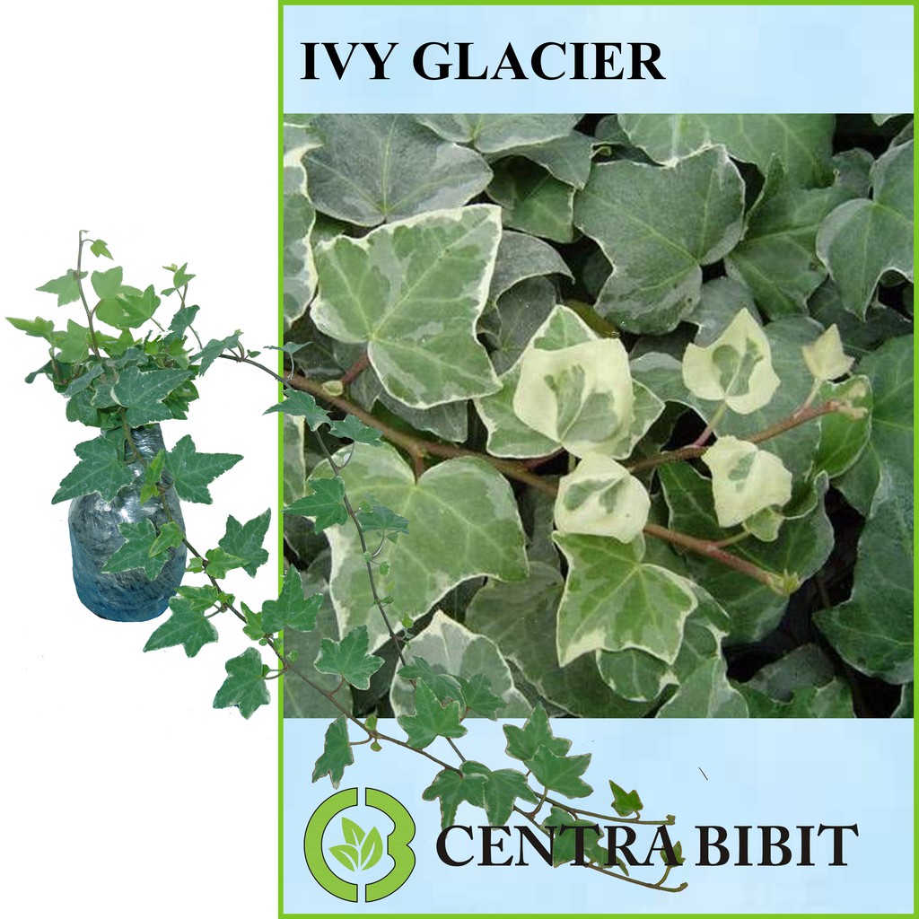 Tanaman Ivy Glacier