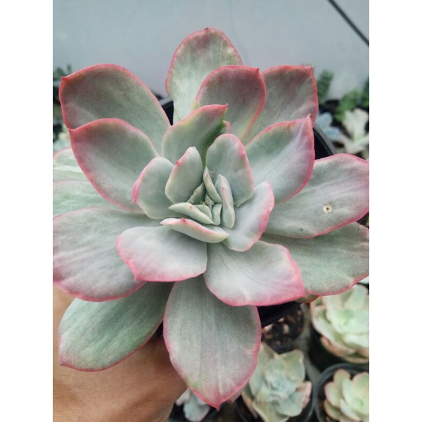 echeveria lemon silver mutasi