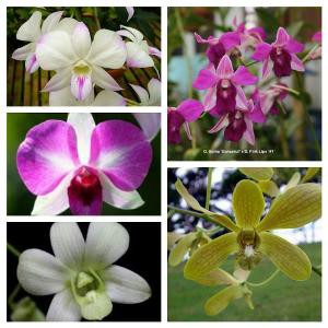 Seedling Dendrobium Hybrid