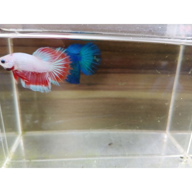 female ikan Halfmoon