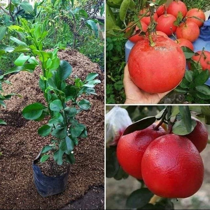 Jeruk Pamelo Merah