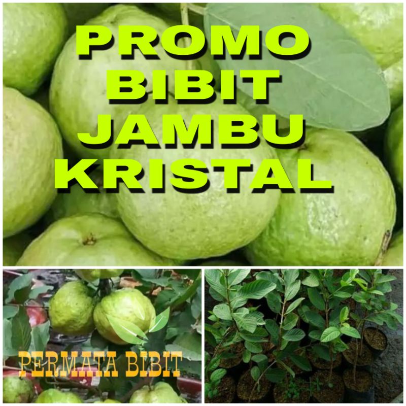 PROMO BIBIT JAMBU KRISTAL