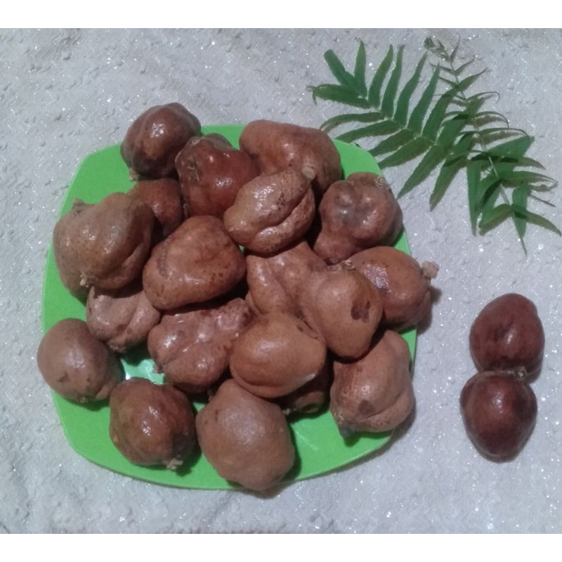 Buah zuriat