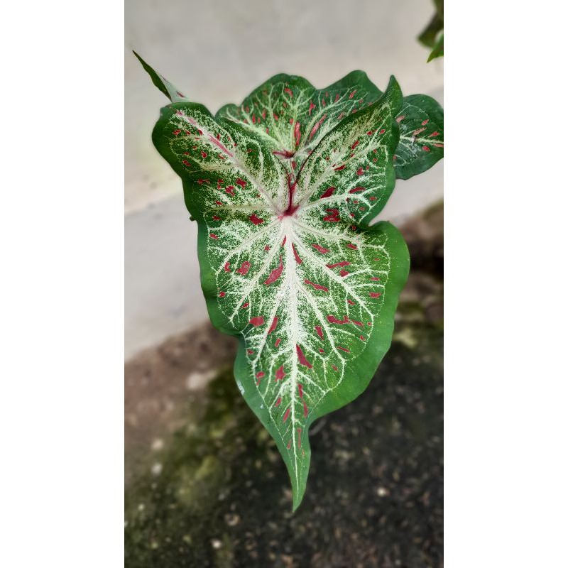 Keladi Gingerland