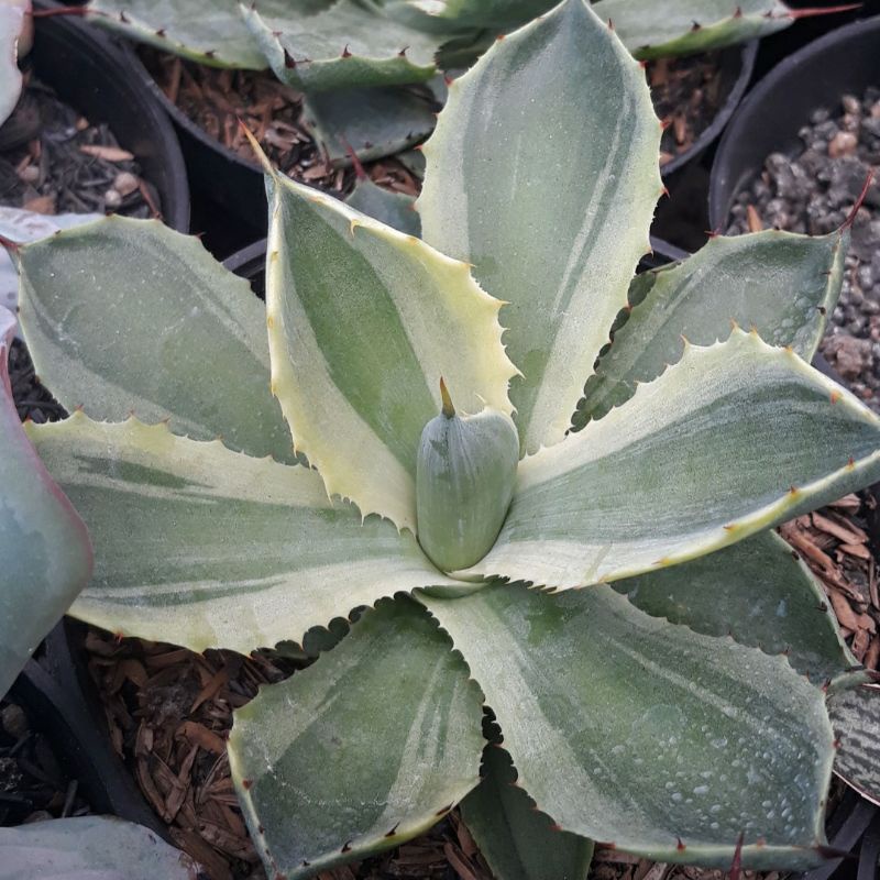 agave kichiokan