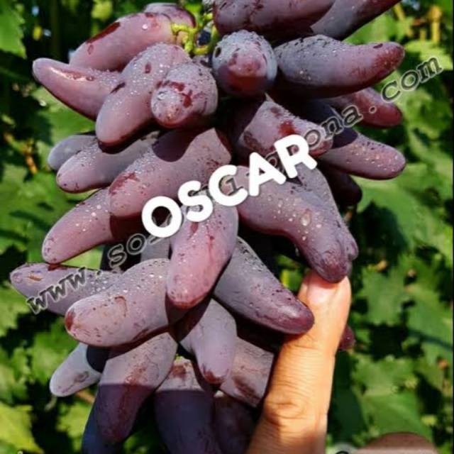 [COD] Bibit anggur jenis oskar Termurah