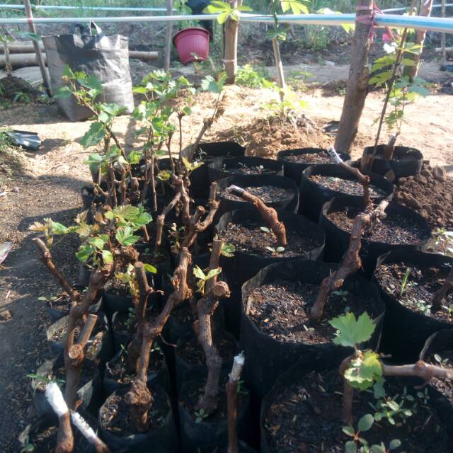Bibit Anggur Merah (Red Master)