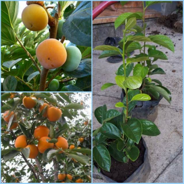 Bibit buah kesemek