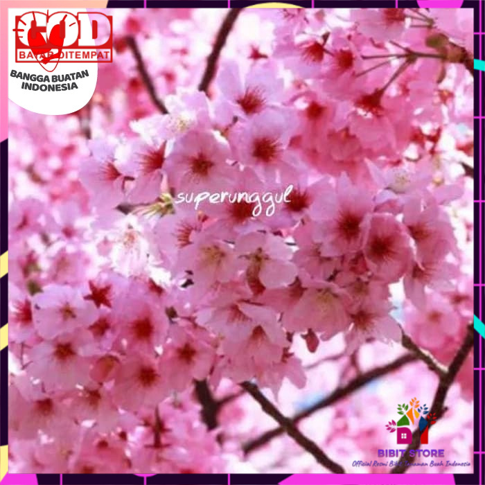 Bibit tabebuya sakura ping