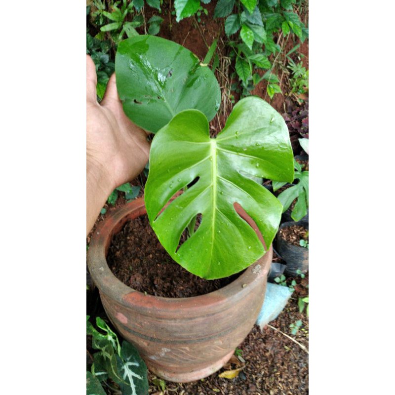 monstera king