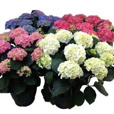 BIBIT BUNGA HORTENSIA