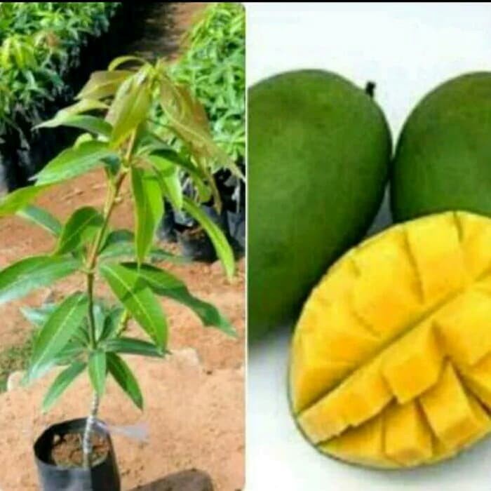 BIBIT BUAH MANGGA INDRAMAYU