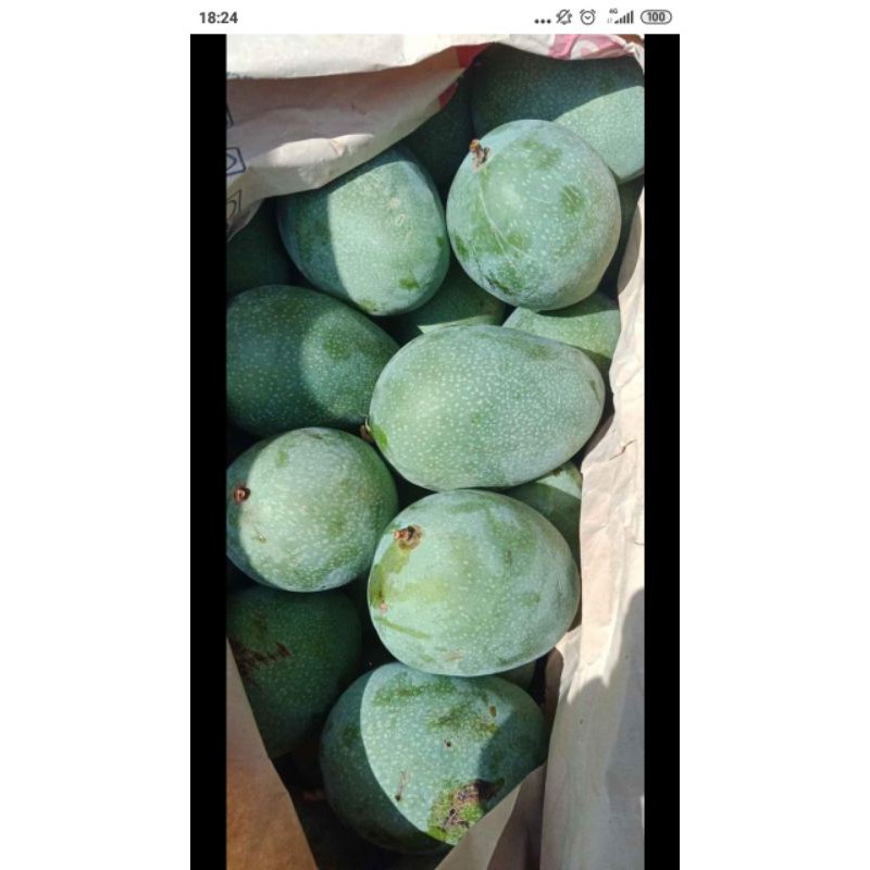 mangga manalagi