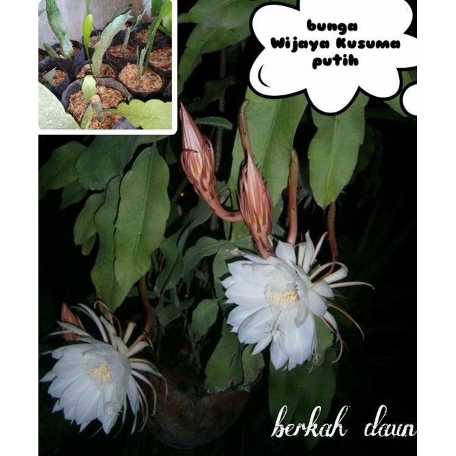 bunga wijaya kusuma