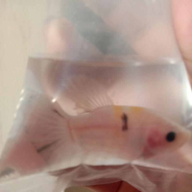 Yellow koi