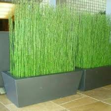 BUNGA BAMBU AIR EKOR KUDA