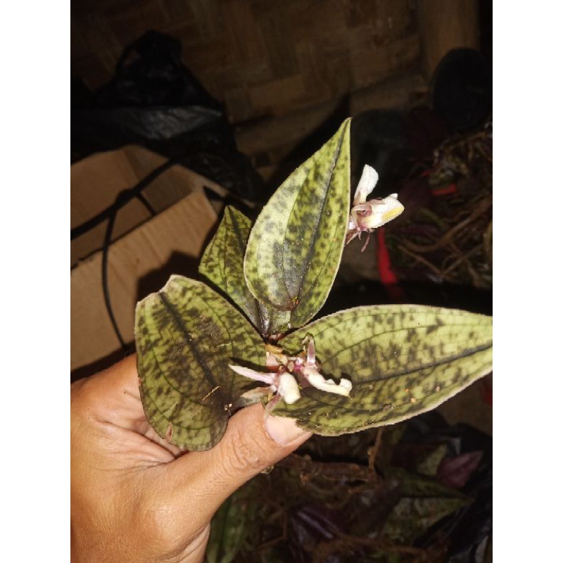 (COD) jewel orchid Nephelaphyllum