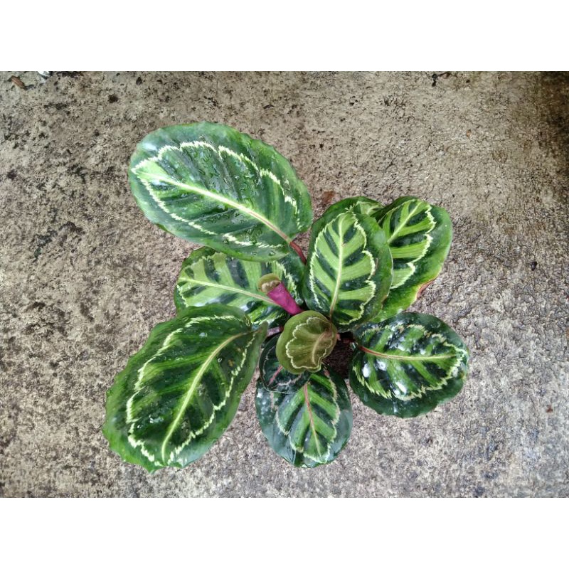 calathea linden
