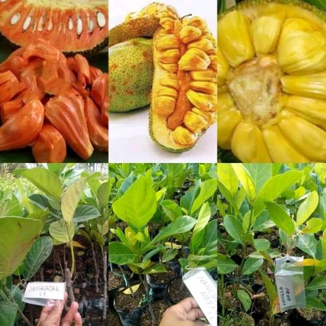 Promo 50rb 3 bibit