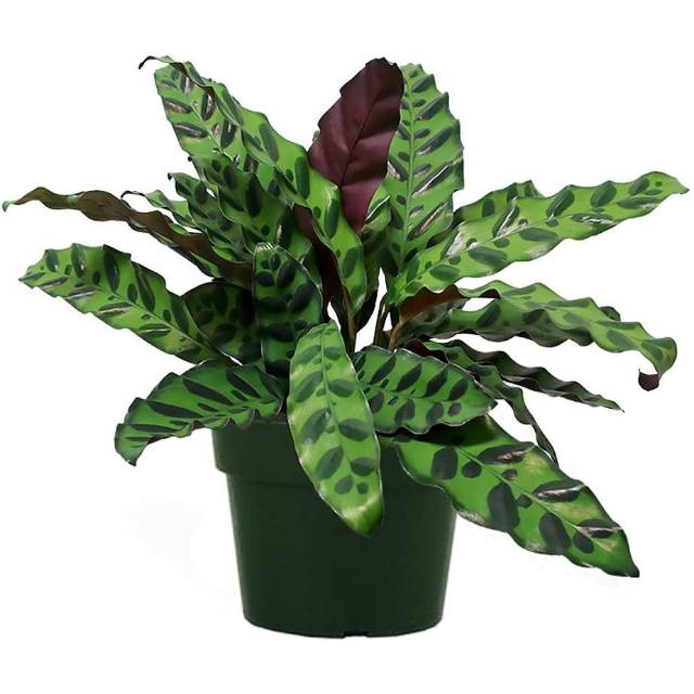 Calathea Lancifolia