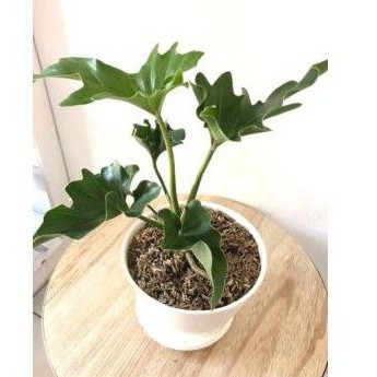 tanaman philo jari / philodendron