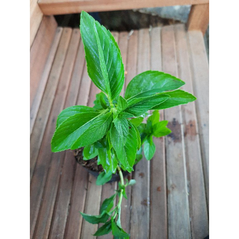 Tanaman Daun Mint (PeperMint)
