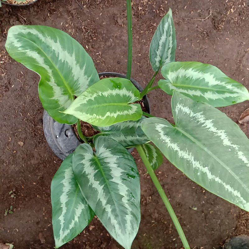 tanaman homalomena armi