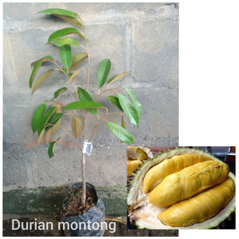 bibit durian monthong