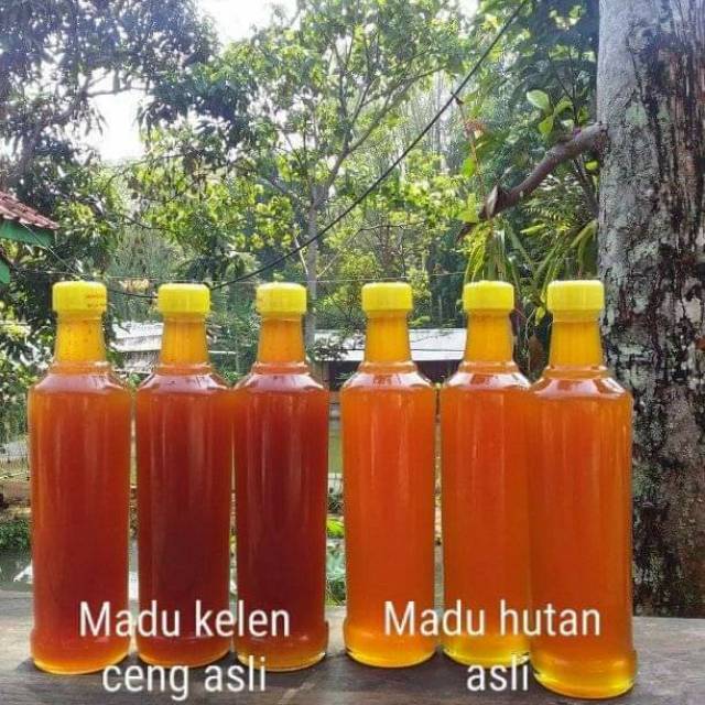 Madu asli apis dorsata