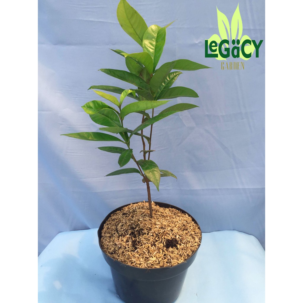 Bibit Tanaman Daun Salam