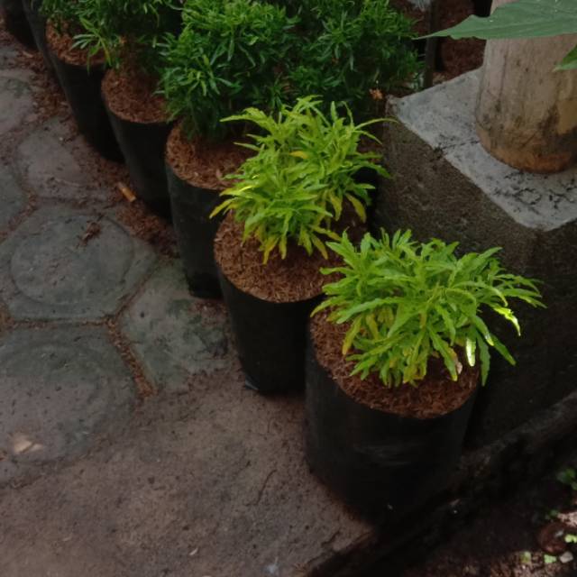 Bibit daun brokoli kuning