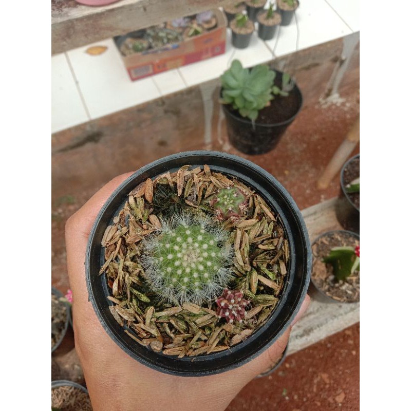 kaktus ownroot