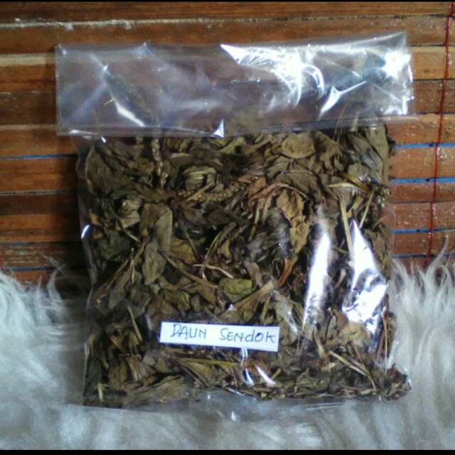 Obat herbal daun sendok